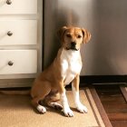 Brown and White Puppy on Textured Mat Beside White Chest of Drawers