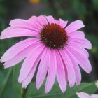 Vibrant Pink Echinacea Flower with Orange Center and Green Foliage