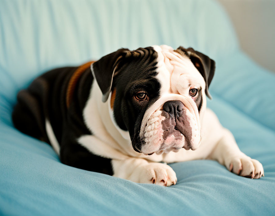 Black and White Chubby Bulldog on Blue Couch