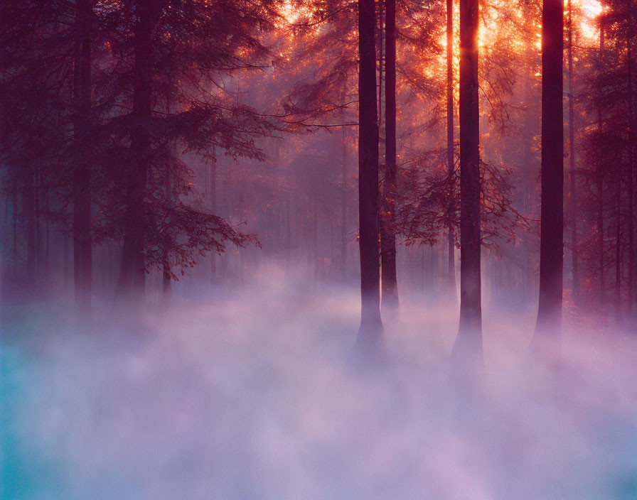 Misty Forest at Sunrise with Sunlight Rays