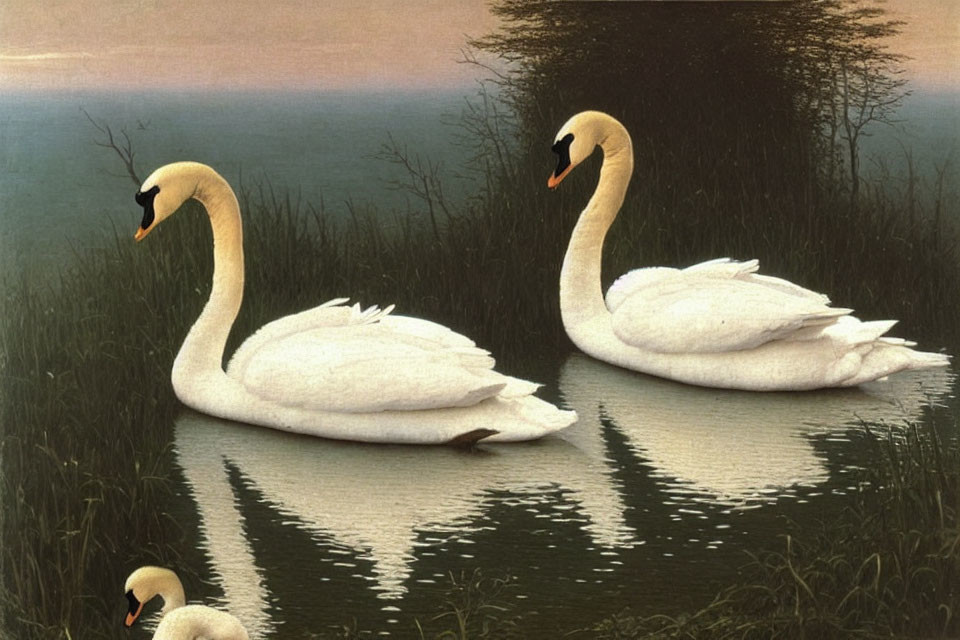 Pair of swans on tranquil water under dusky sky and silhouetted foliage