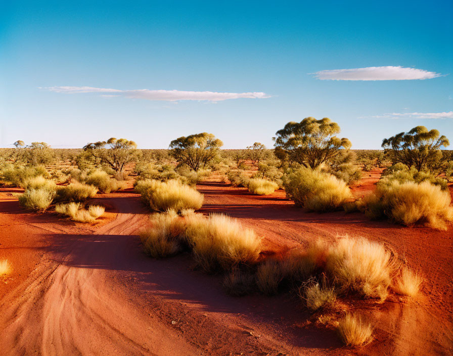 Scenic red desert landscape with winding dirt track and green shrubs