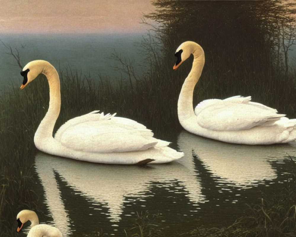 Pair of swans on tranquil water under dusky sky and silhouetted foliage