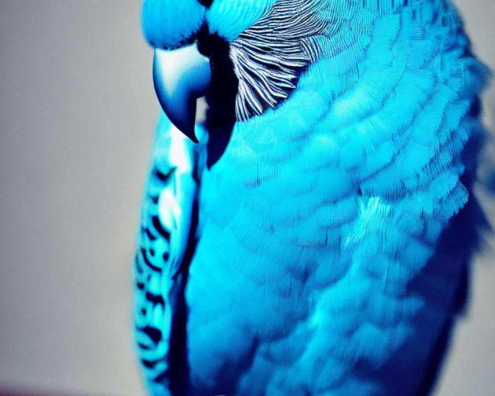 Vibrant blue budgerigar on red stick with blurred background