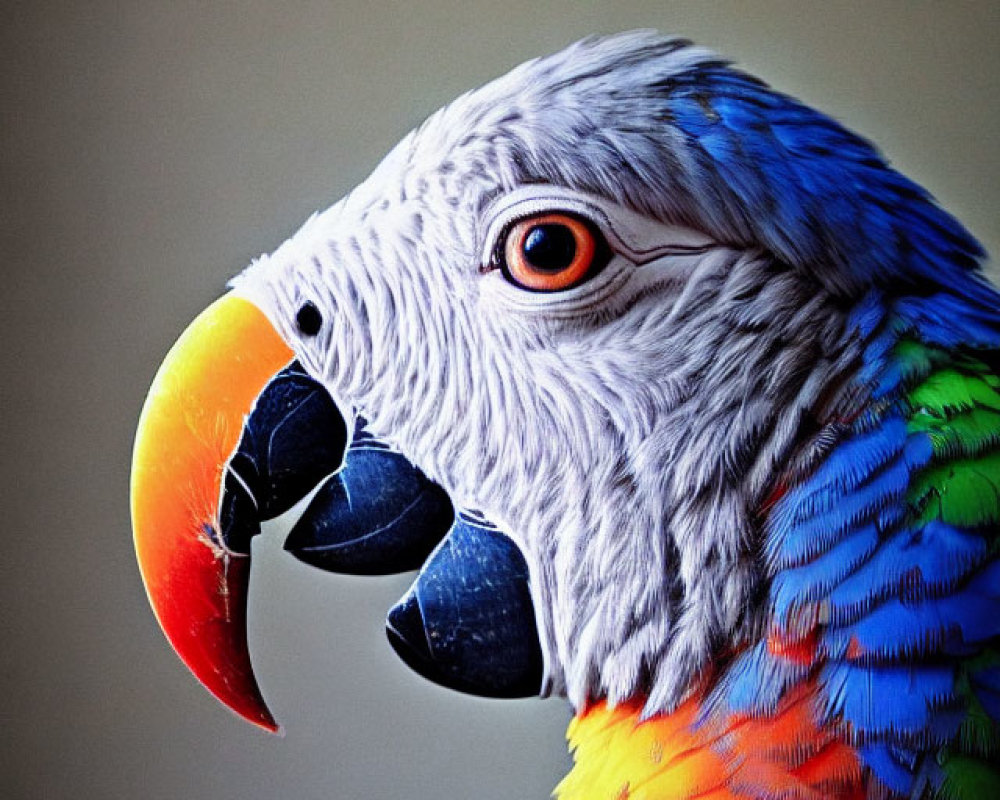 Vibrant Blue and Orange Feathered Parrot with Sharp Beak