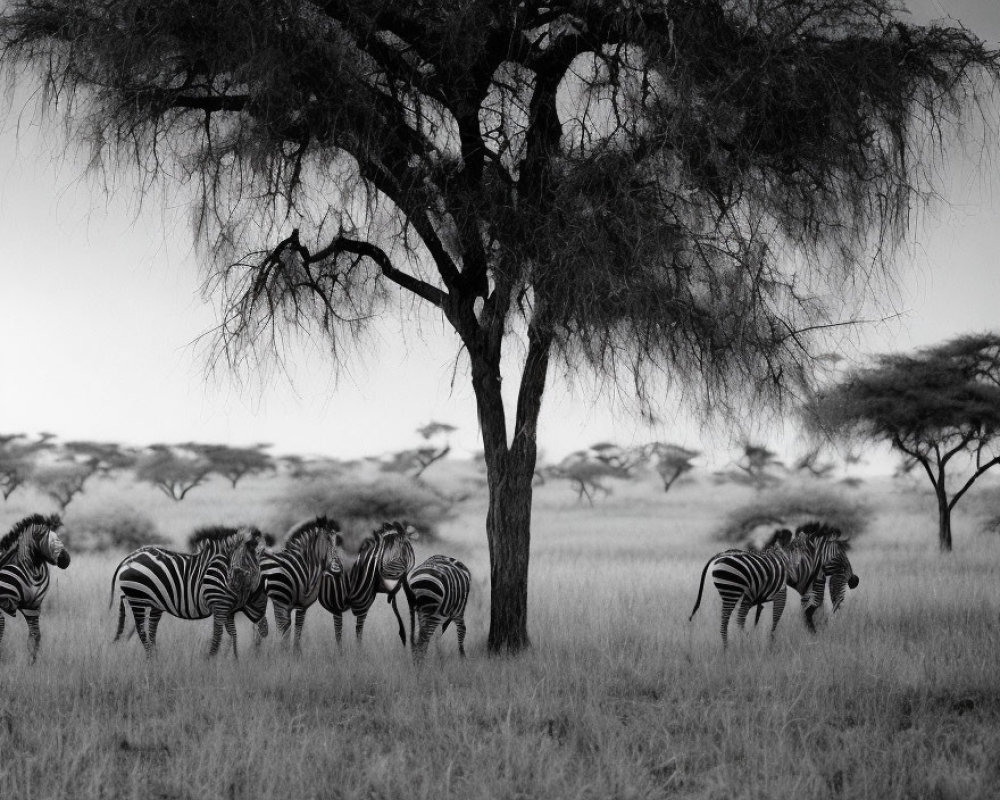 Monochrome image of zebras grazing under acacia tree in savanna