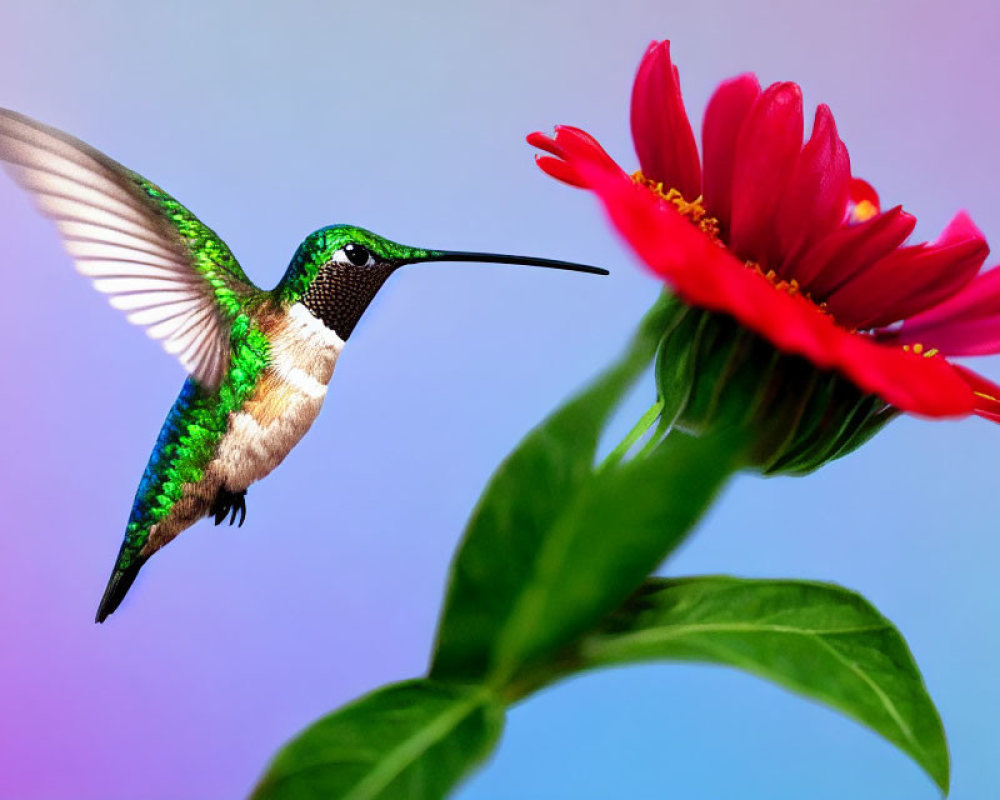 Iridescent green hummingbird near red flower on gradient background
