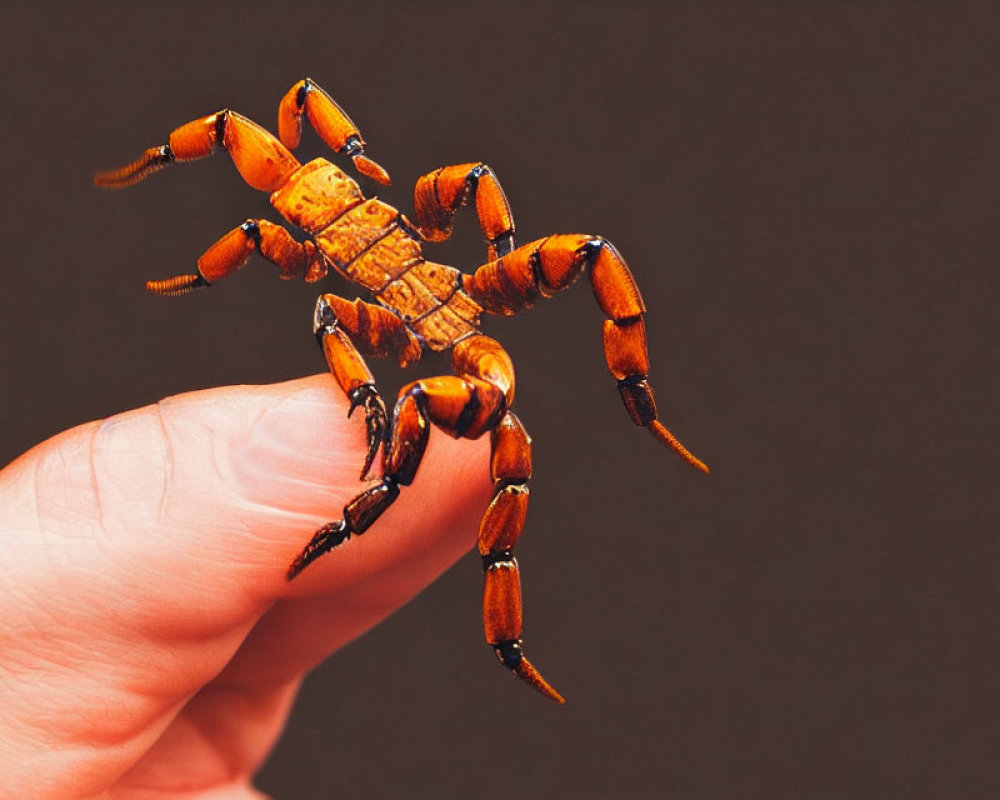 Fingertip holding small orange scorpion on brown background