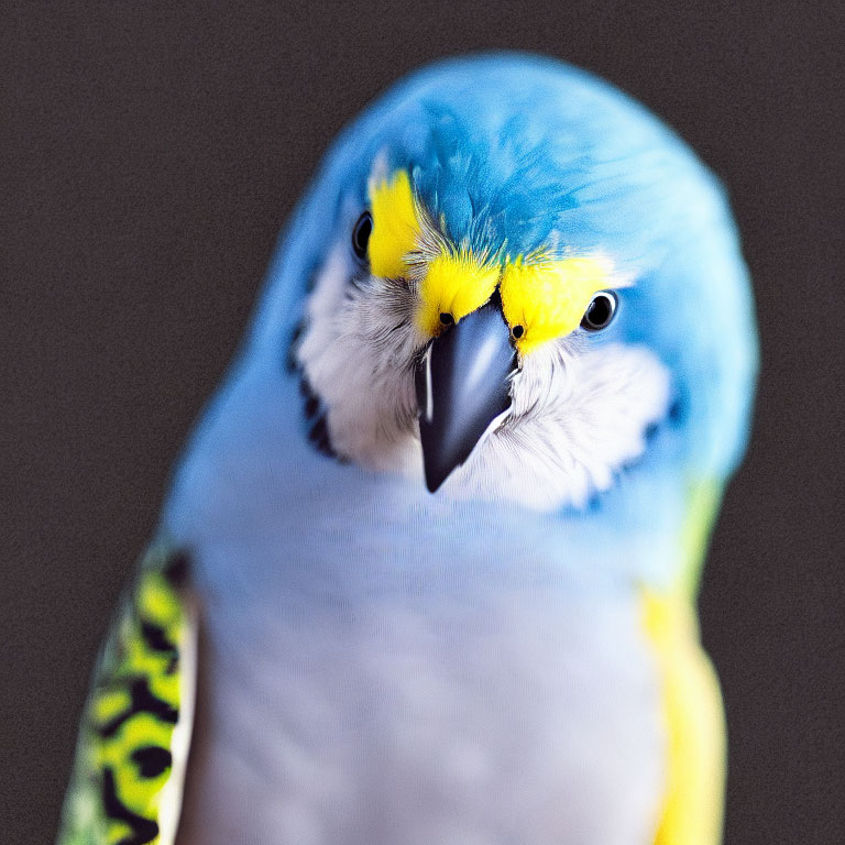Vibrant Budgerigar with Blue and Yellow Feathers in Close-up