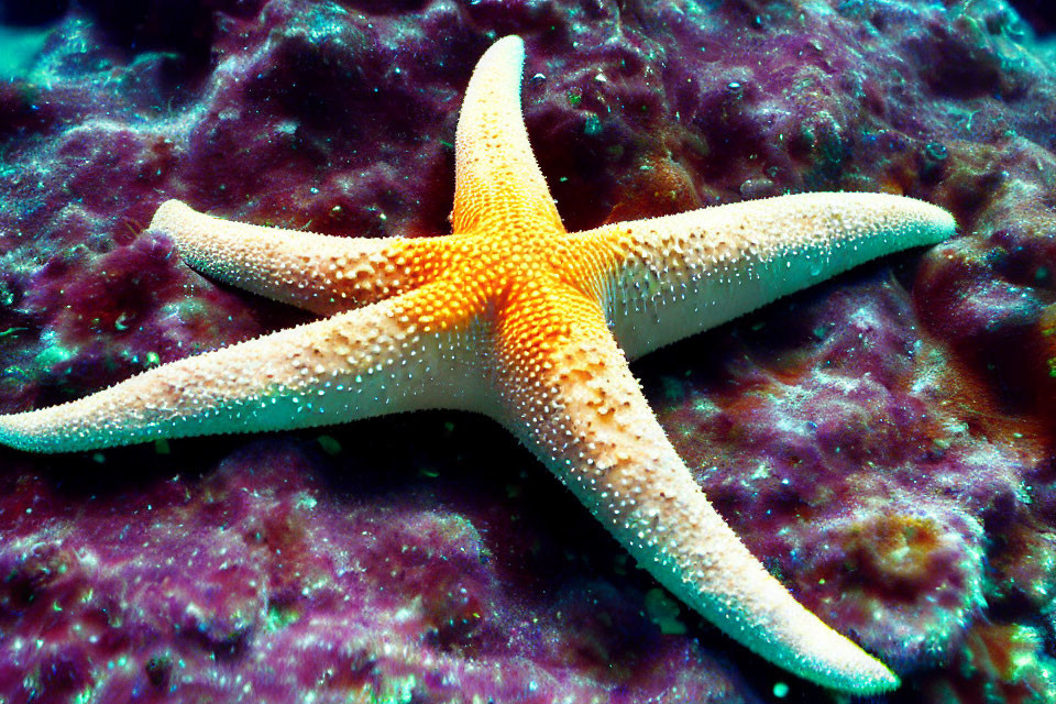 Orange Starfish on Textured Purple Coral Reef Underwater