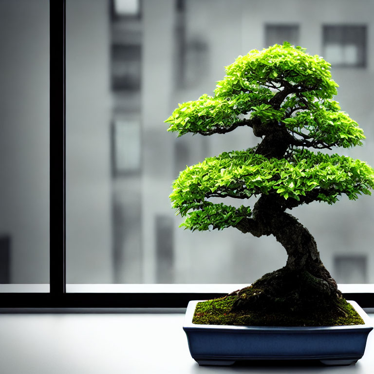 Twisted trunk bonsai tree on windowsill with high-rise backdrop