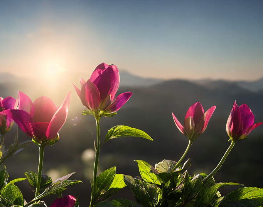 Vibrant pink flowers under sunlight with mountain backdrop