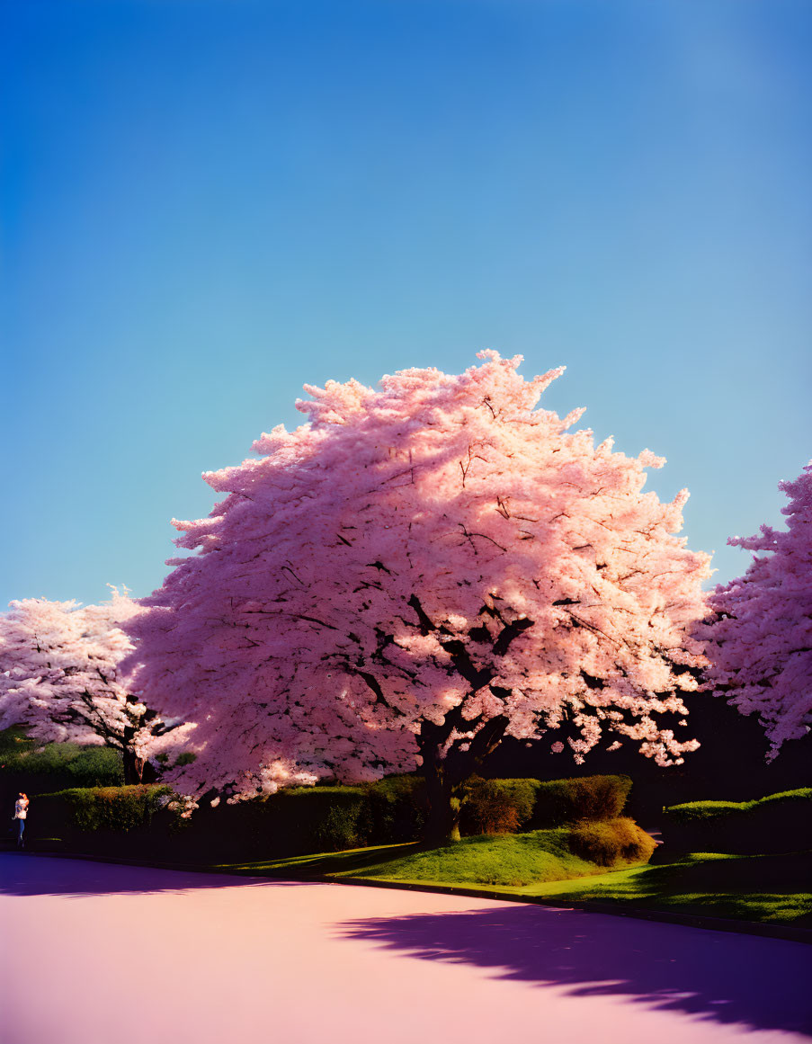 Blooming cherry blossom tree with person walking under blue sky