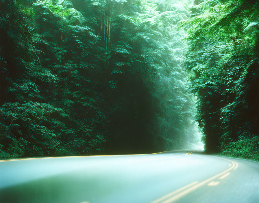 Scenic winding road through lush green forest tunnel