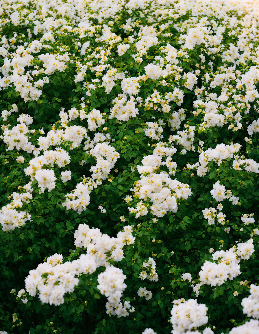 Clustered white flowers with yellow centers on lush green shrub