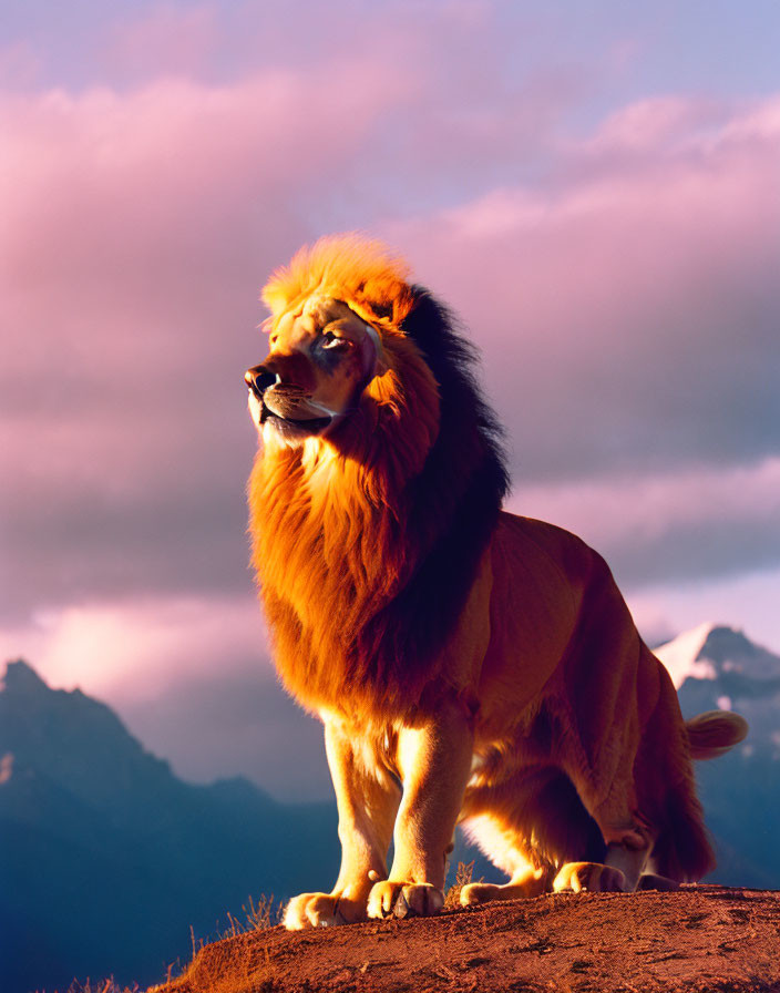 Majestic lion on rock with purple skies and mountains at dusk