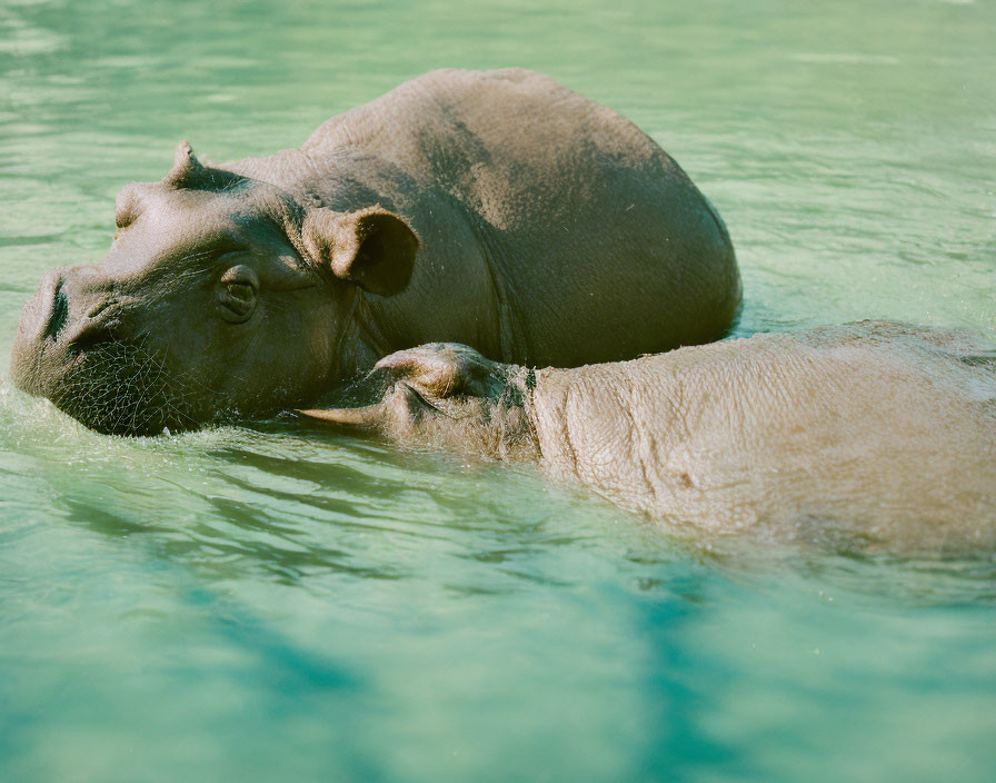 hippo resting in the water :)