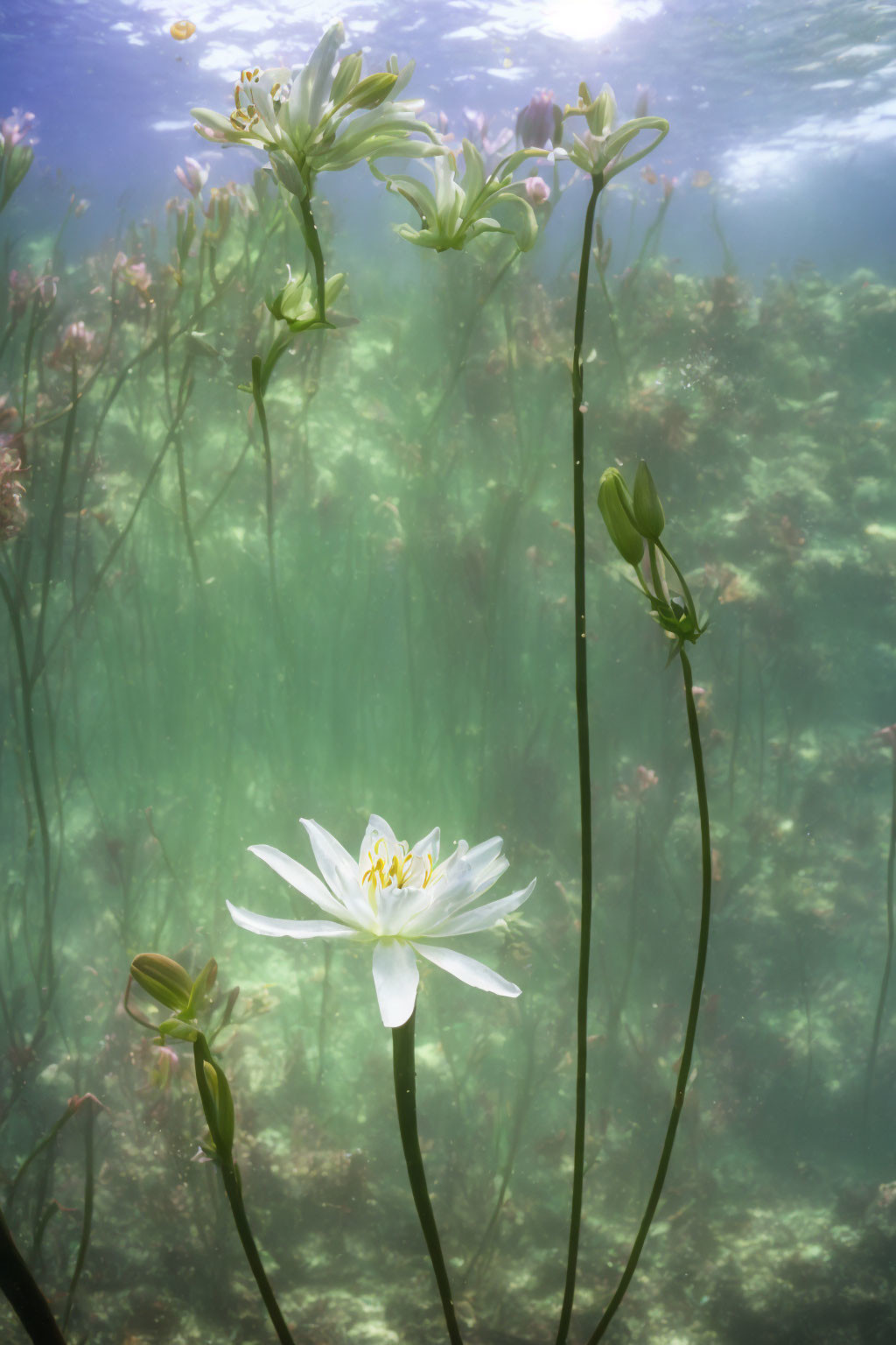 Underwater Lily Garden