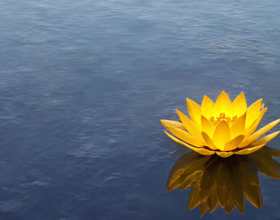 Yellow Lotus Flower Floating on Calm Blue Water Surface