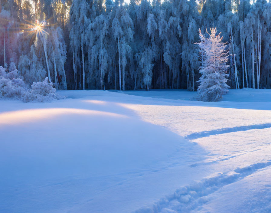Snow-covered trees in serene winter scene with sun peeking through, casting warm glow on undisturbed