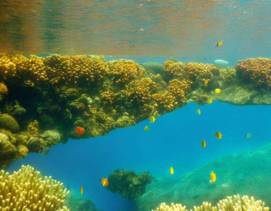 Vibrant coral reef with diverse fish in underwater scene