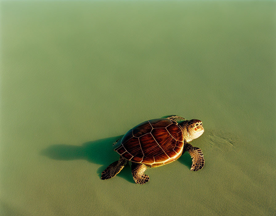 Solitary sea turtle swimming in clear shallow water with sunlight.