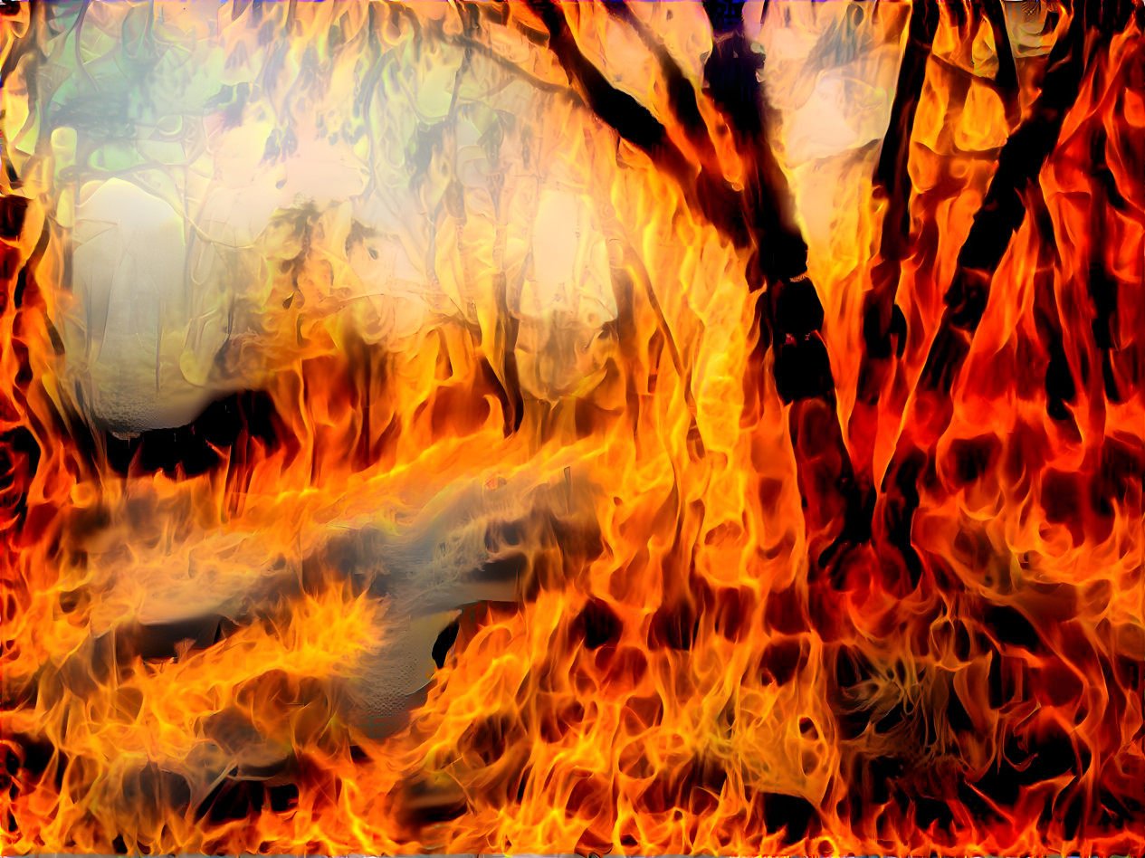 forêt givrée en feu