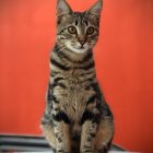 Grey Tabby Cat with Green Eyes Against Red-Orange Background