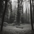 Tranquil forest scene with bench on path among tall trees