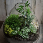 Ornate terrarium with lush green plants and miniature glasshouse