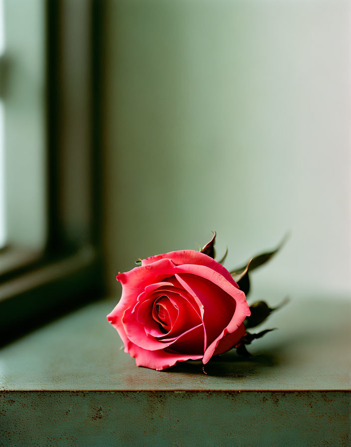 Vibrant Red Rose on Muted Surface Beside Soft-Lit Window