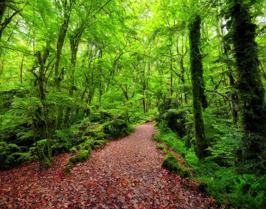 Tranquil forest path with red leaves and green trees