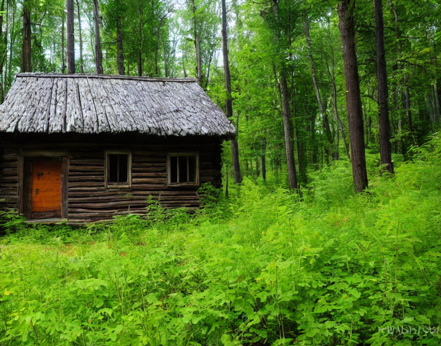 Rustic Wooden Hut with Thatched Roof in Lush Green Forest