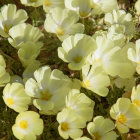 Detailed Illustration of Overlapping White Flowers with Yellow Centers and Green Foliage