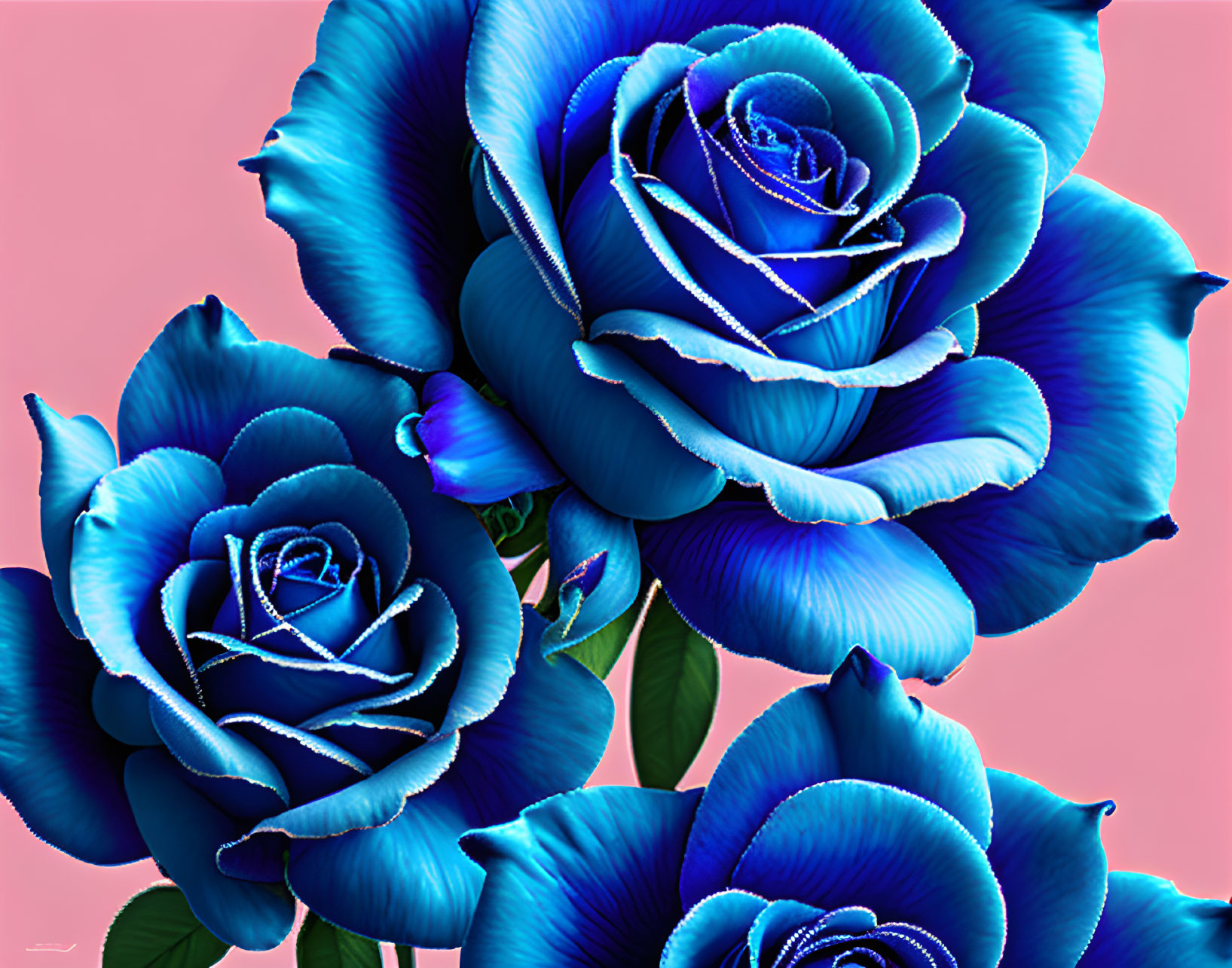 Roses with a pink background 