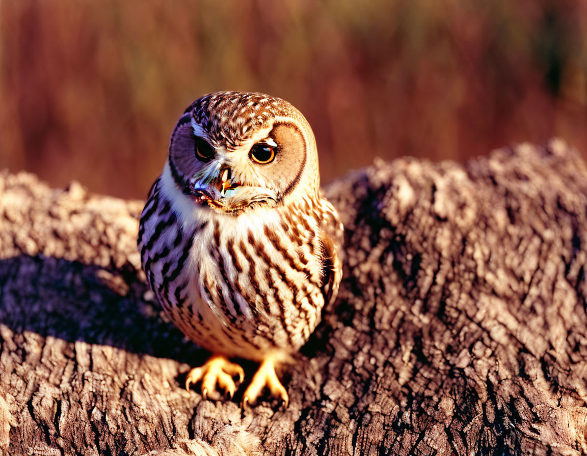 Owl with prey perched on wooden log in natural setting