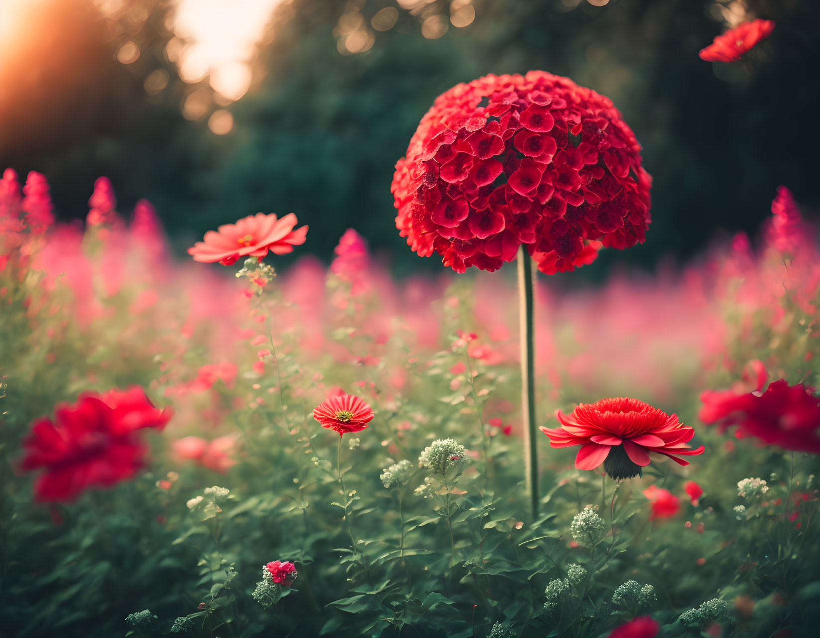 Bright red spherical flower in field of assorted blossoms under golden light