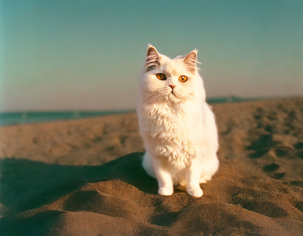A Beautiful Persian Cat