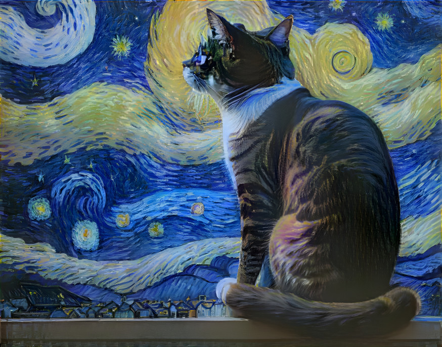starry cat