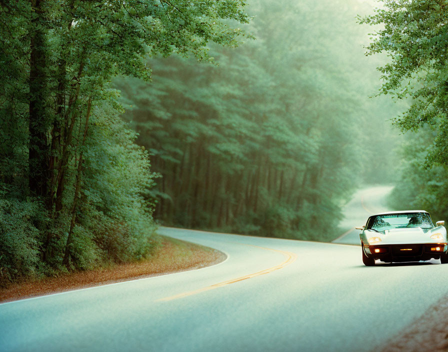 Vehicle navigating misty forest road with lush green trees