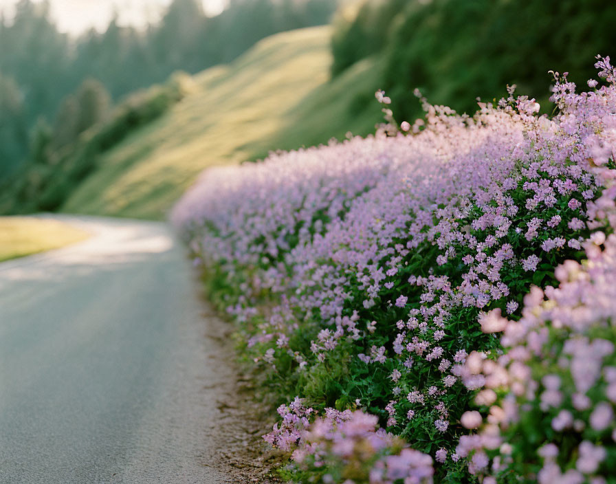 Scenic winding road with purple flowers and green hills