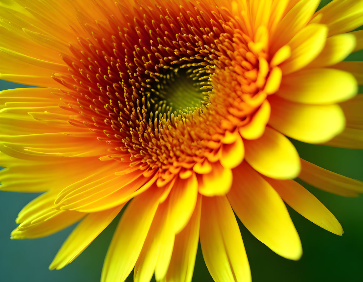 Detailed view of vibrant yellow sunflower center and petals against blurred green and blue backdrop
