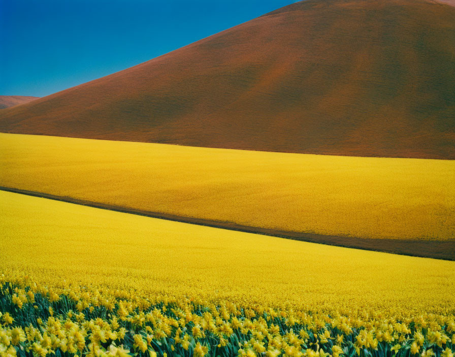 Scenic landscape with yellow flowers and red hills under blue sky