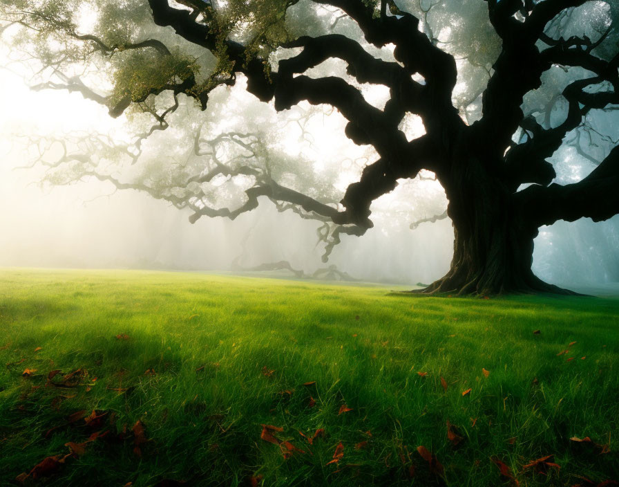 Majestic tree in lush meadow with mist and autumn leaves