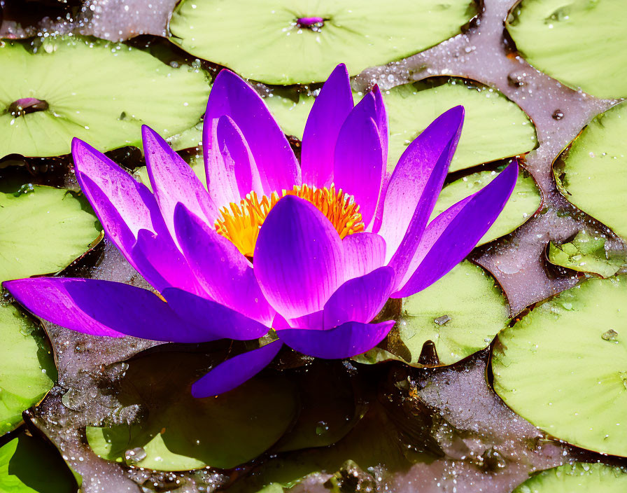 Purple water lily bloom and green lily pads on water surface with sunlight reflections