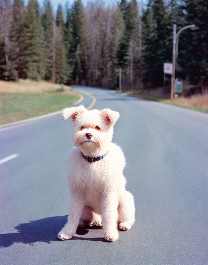 Fluffy White Dog Sitting on Deserted Road with Trees and Clear Sky