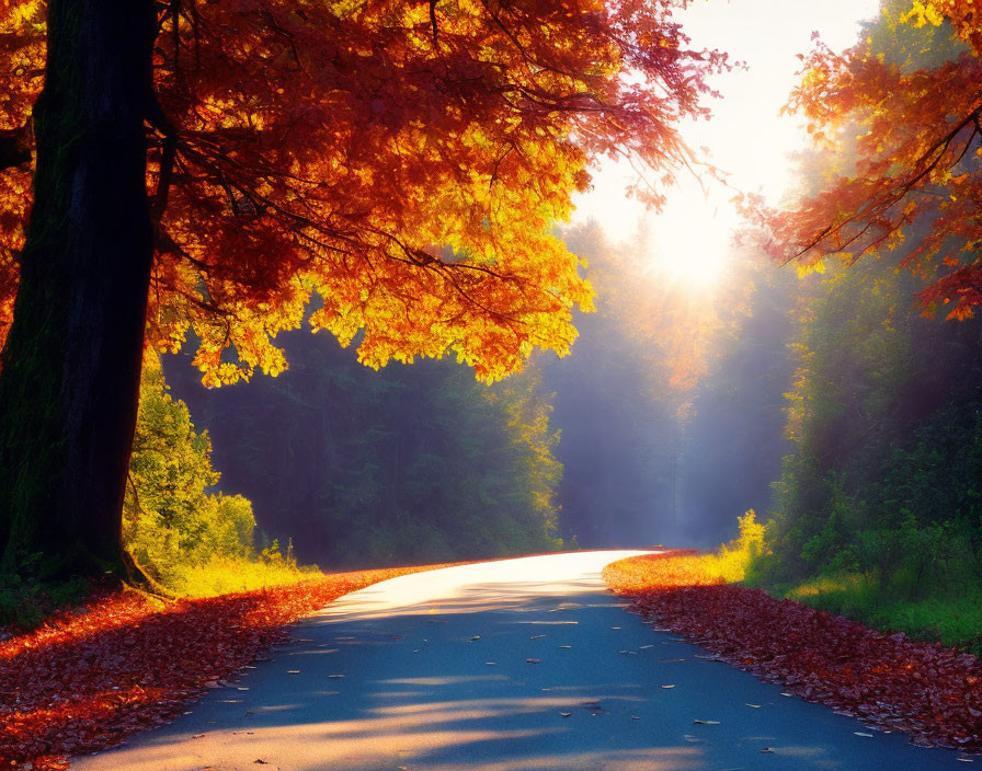 Autumn forest road with sunbeams through vibrant foliage