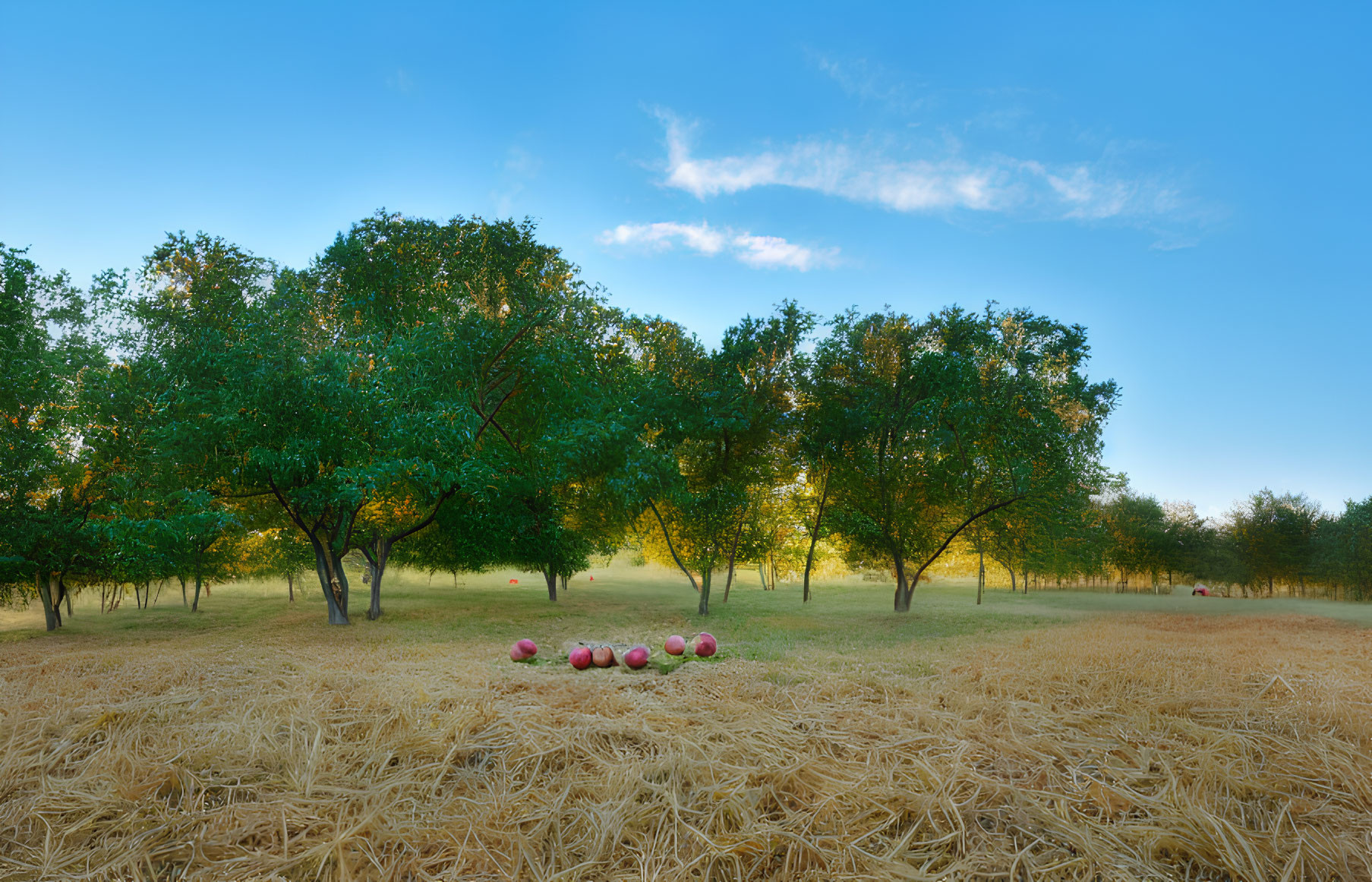 Tranquil orchard with ripe apples, hay, and clear sky at sunrise or sunset