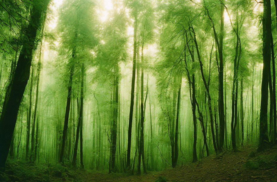 Serene Green Forest with Tall Trees and Soft Glow