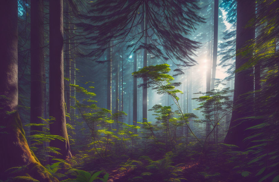 Enchanting forest scene with sunbeams and ferns